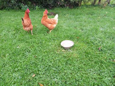 Neugierige Hühner.