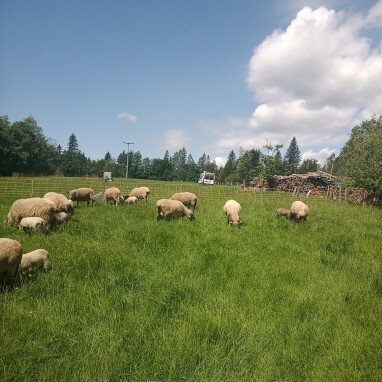 Campen neben der Schafweide