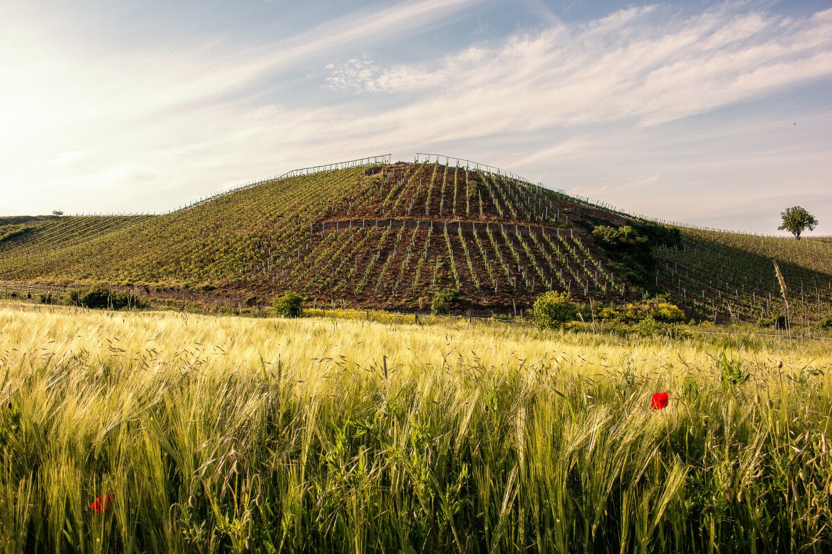 16_Mai_Nahetal_Weinberge15.jpg