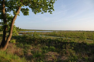 Umgebung Moorlandschaft