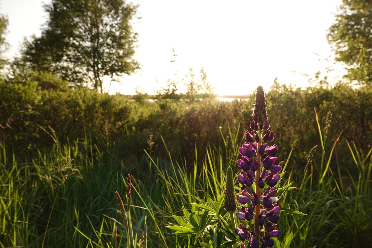 Moorlandschaft Lupine.JPG