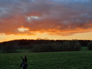 Blick vom Garten auf die Wiese.
