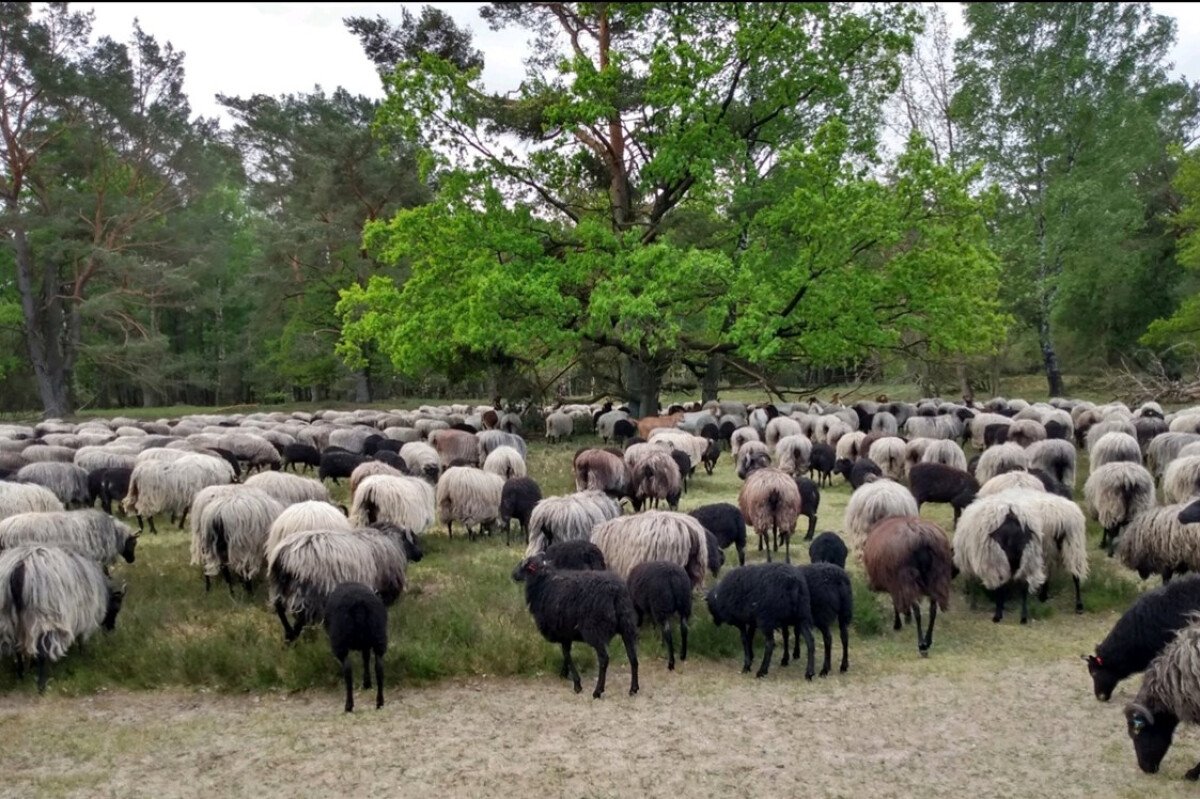 Heidschnucken in der Heide beim Schafstall Grasengrund in 3km Entfernung.jpg