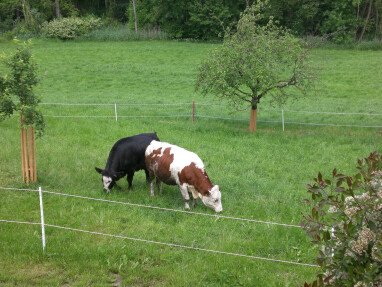 Mast Färsen für Fleischverkauf