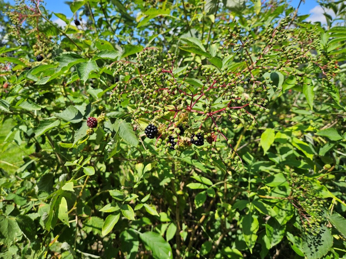 Holunda und Brombeere.jpg