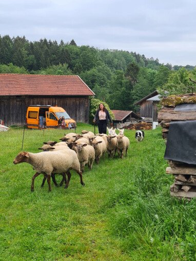 Schafe auf die Weide bringen