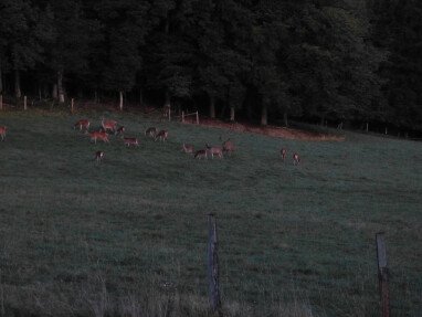 Hirschbrunft auf der Wiese an Stellplatz 1+2