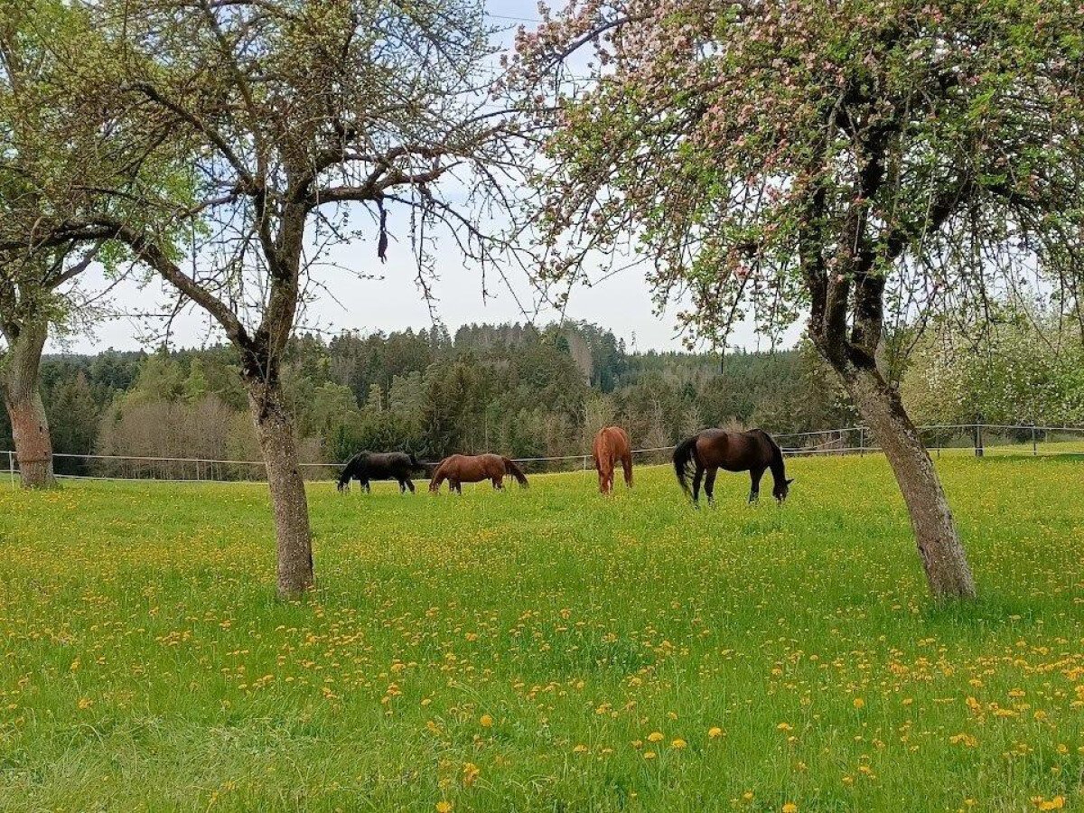 Pferde auf der Koppel.jpg