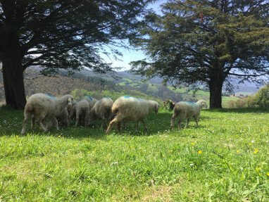 Sheep pasture