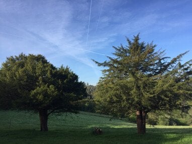 Tejo trees