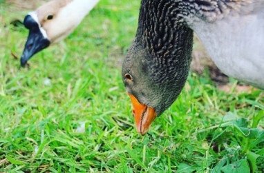 Goose pasture