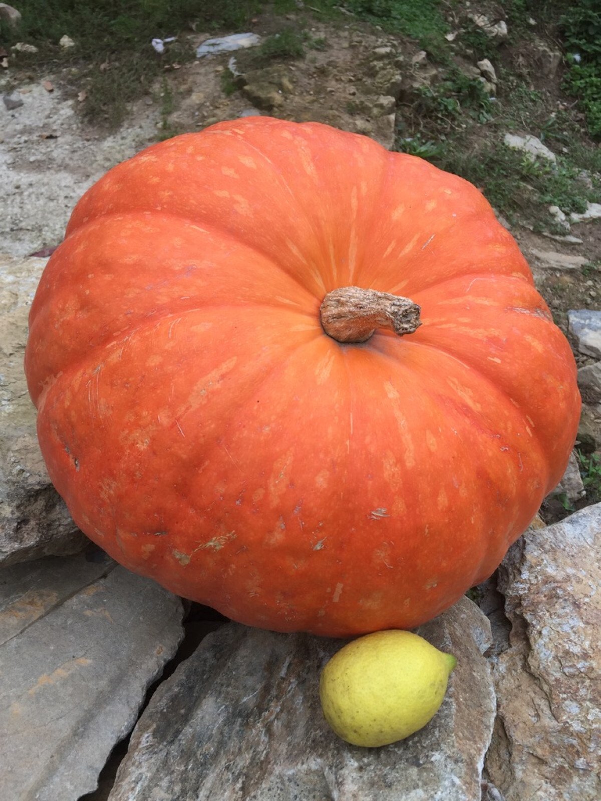 Garden pumpkin