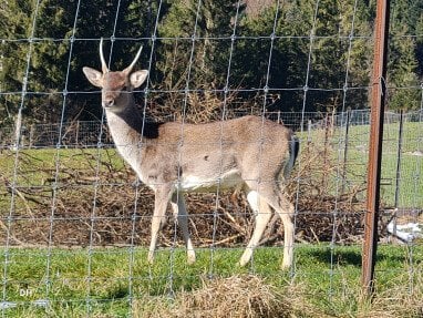 Wildgehege Oberkastner