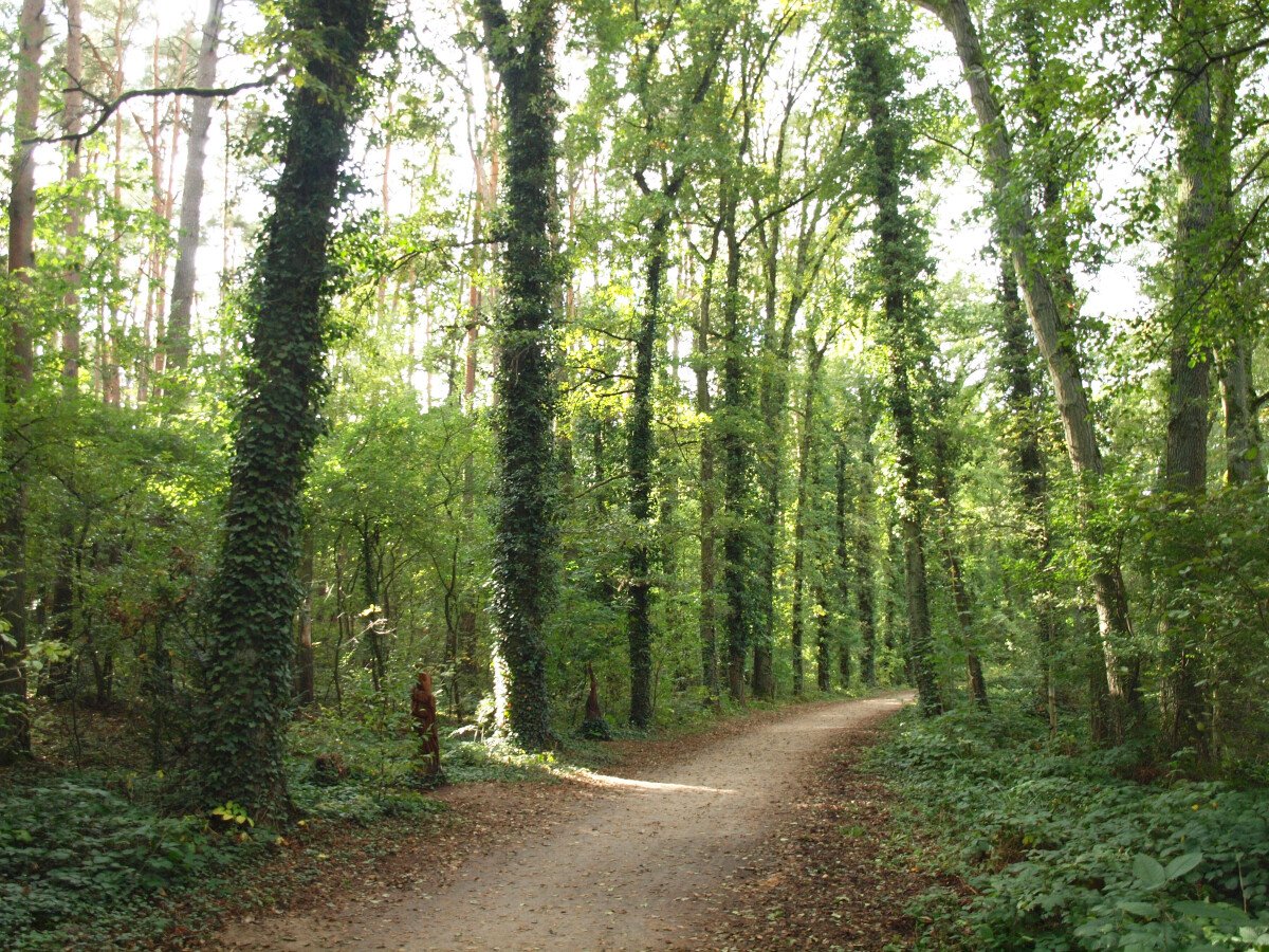 Waldweg.jpg