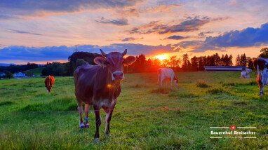 Direkt in der Nachbarschaft gibt es einen Hof mit Pferden sowie einen Hof mit Kühen - in dessen Hofladen gibt es Käse, Milch, leckeres Glace und vieles mehr an.