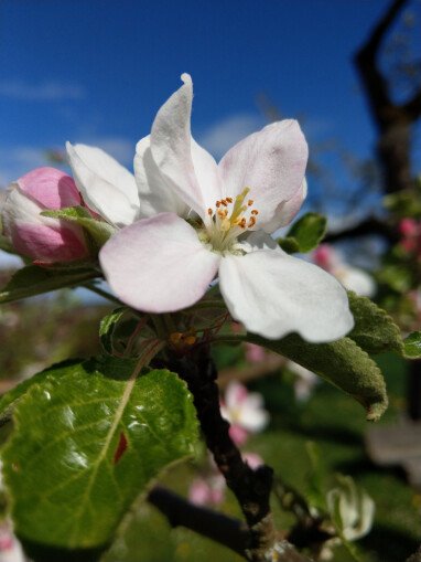 Apfelblüte