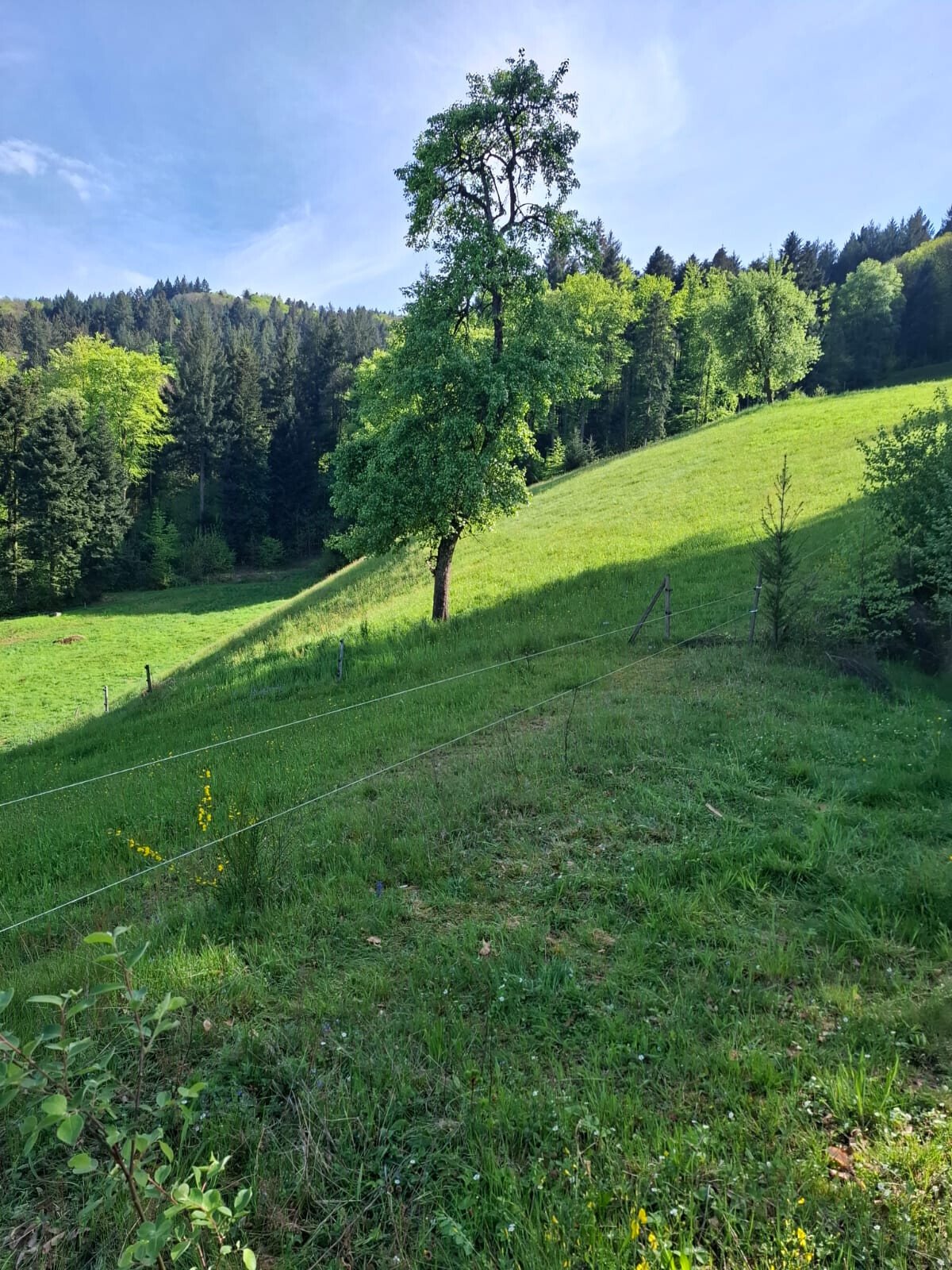 WhatsApp Bild 2025-04-27 um 17.16.12_03e321cb.jpg