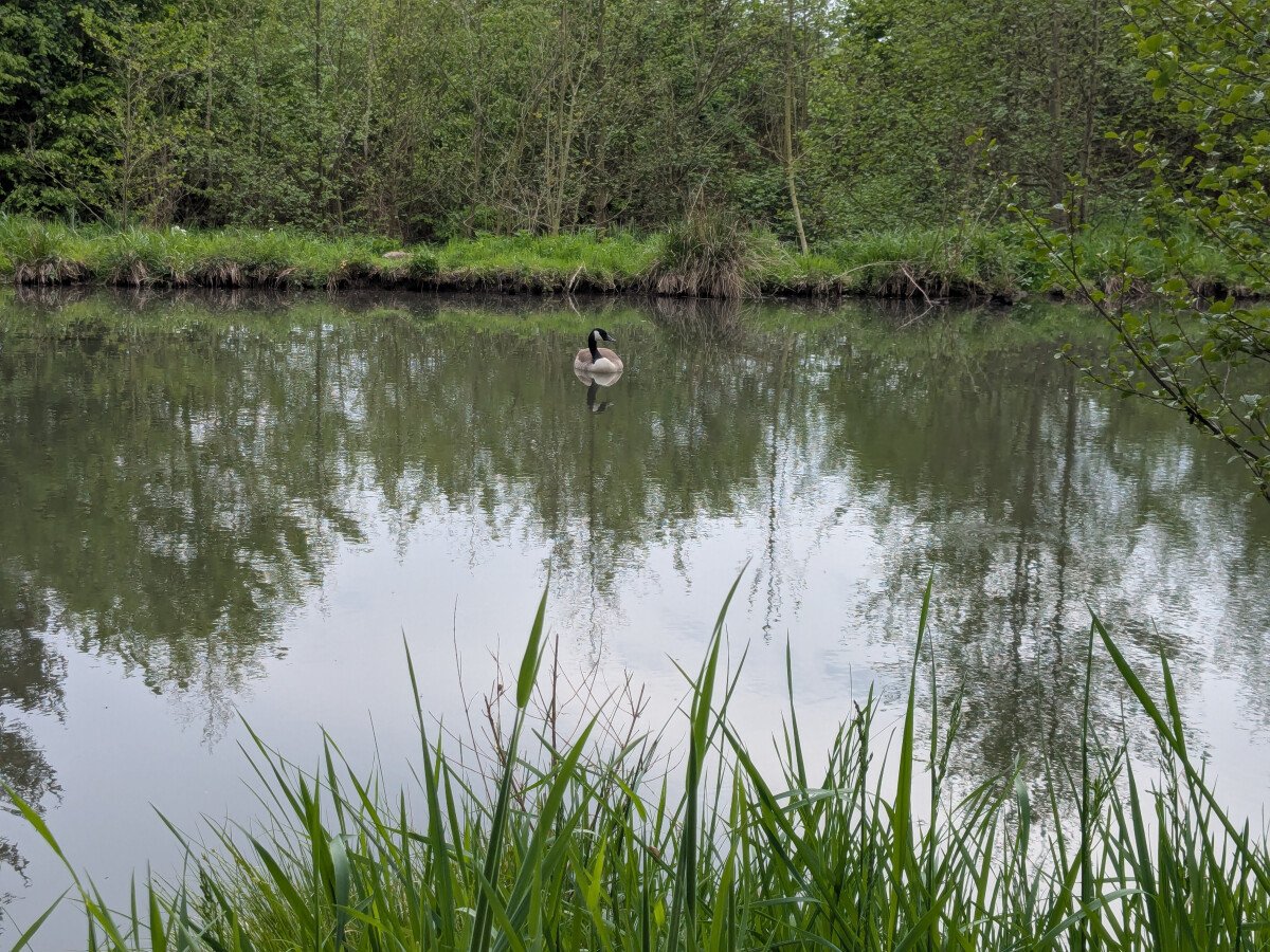 fischteiche 5.jpg