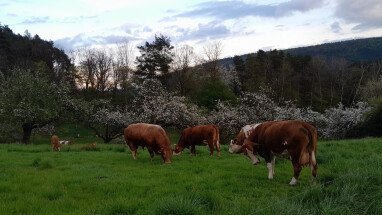 Unsere Kühe