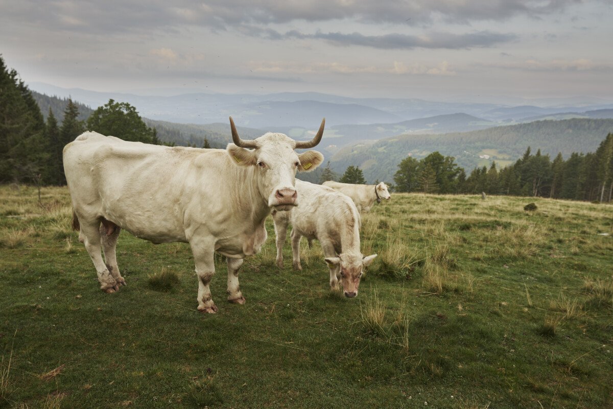 tv_oststeiermark_trahuetten_yoga_2023_08_17_by_markus_lang_bichl_0004.jpg