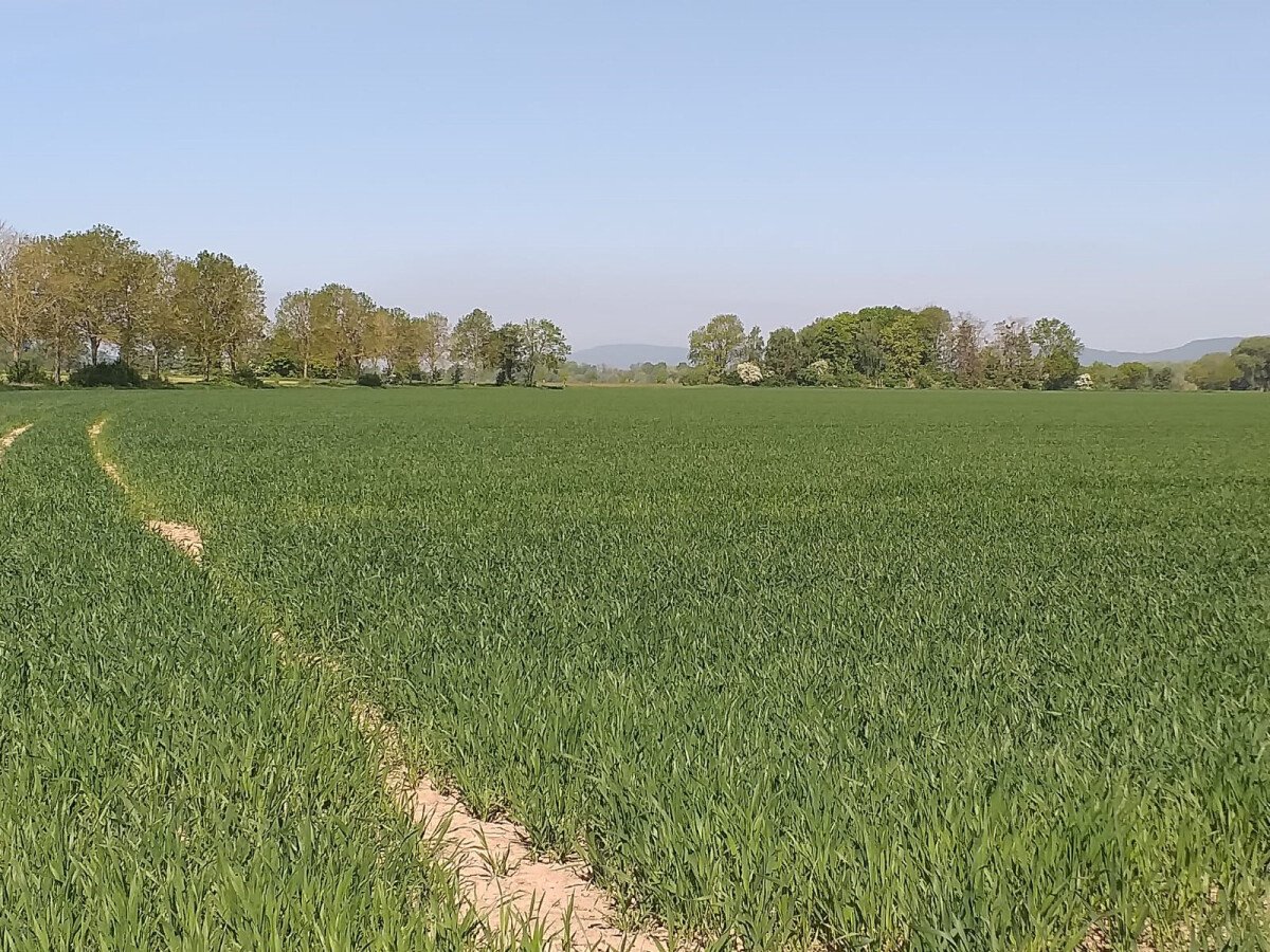Die Fuhler Feldmark.