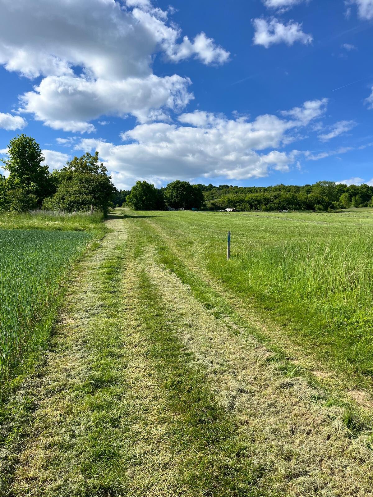 Waldweg 