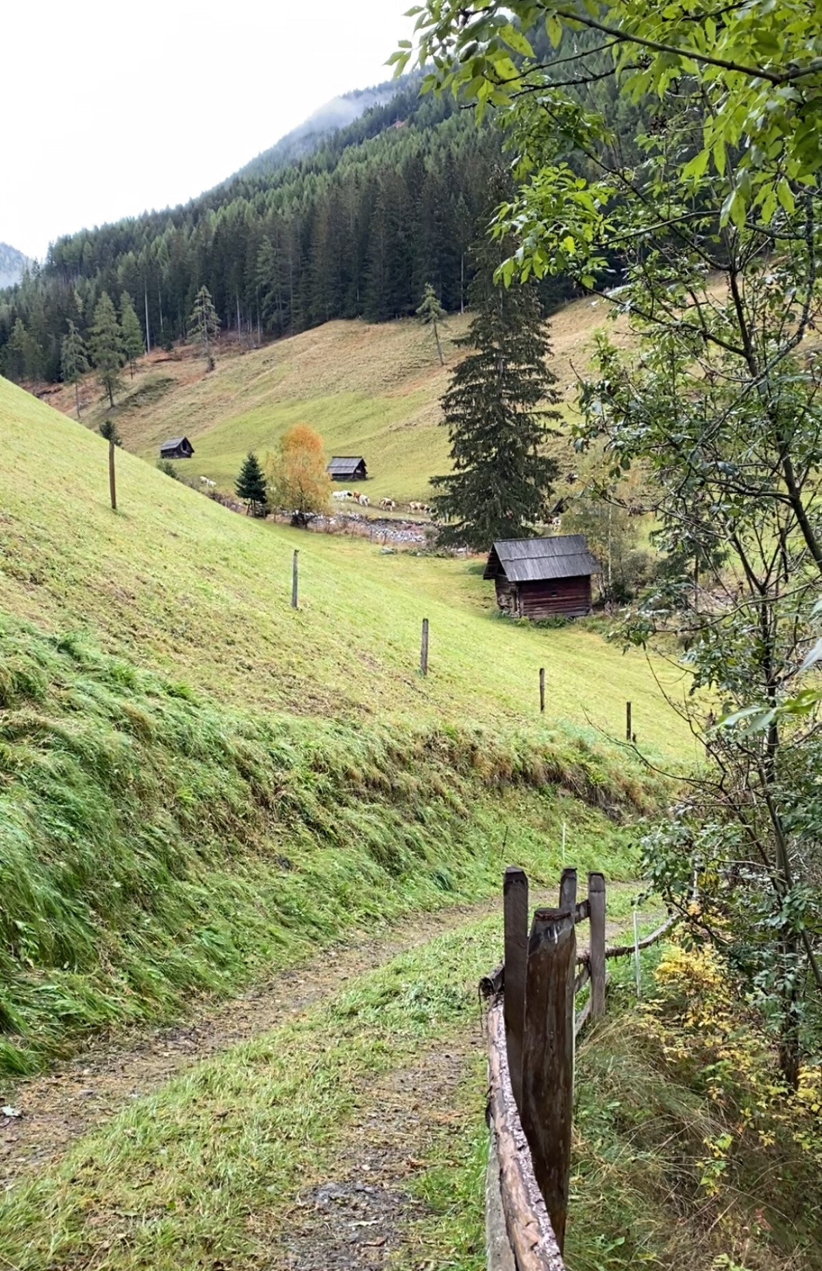 Weg zum Laussnitz Bach