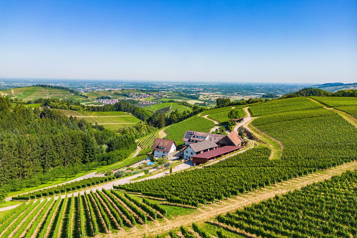 1687336653_DJI_0982.jpg