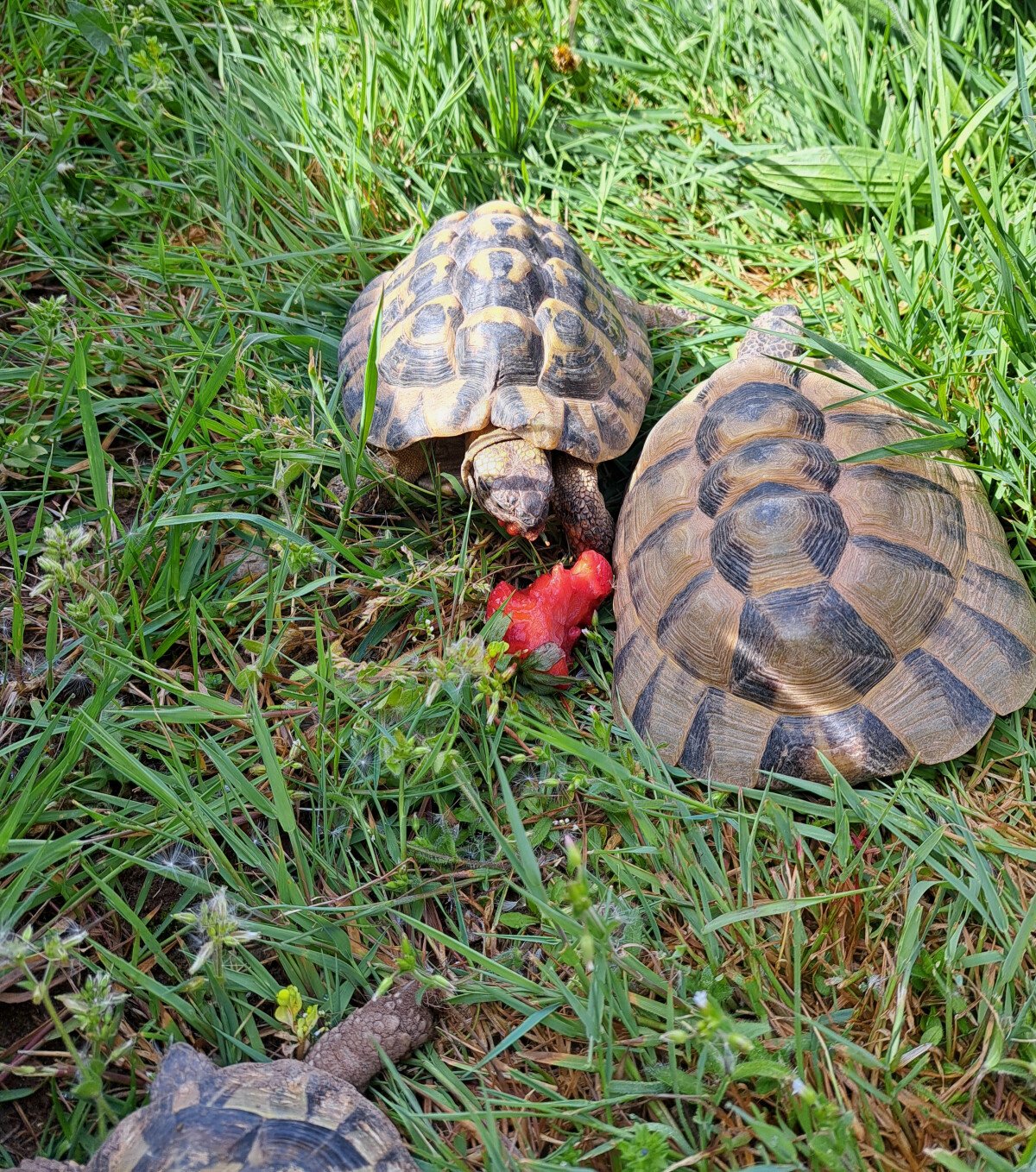 Schildkroeten.jpg