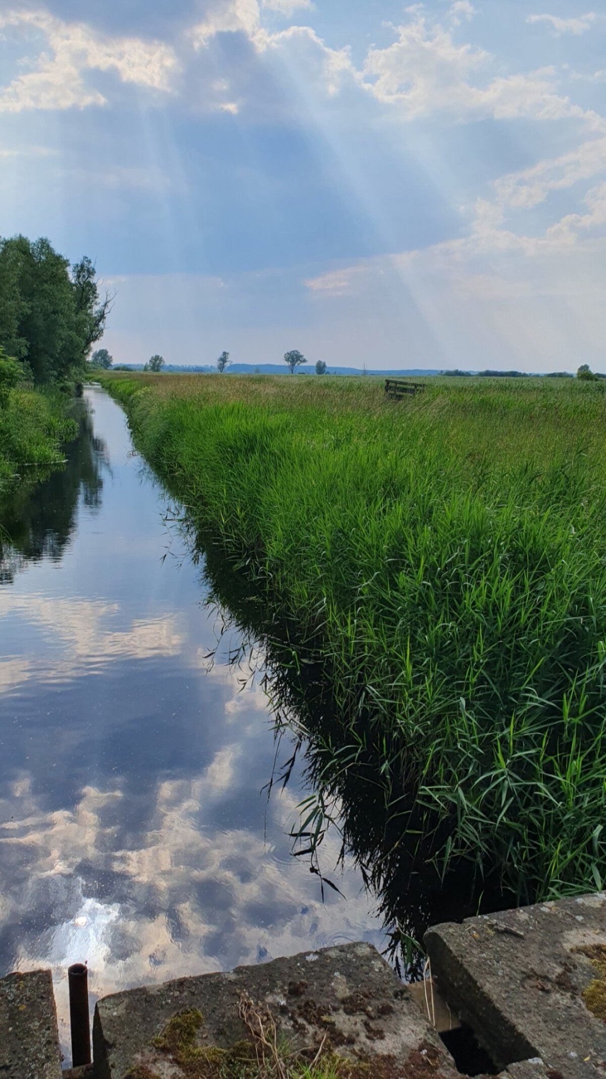 Renaturierungsgebiet alte Brücke 
