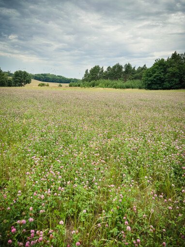 Blick vom Grundszück-3