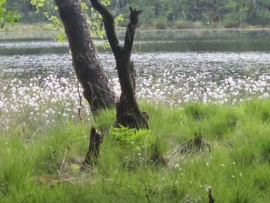Wollgras am Birkensee