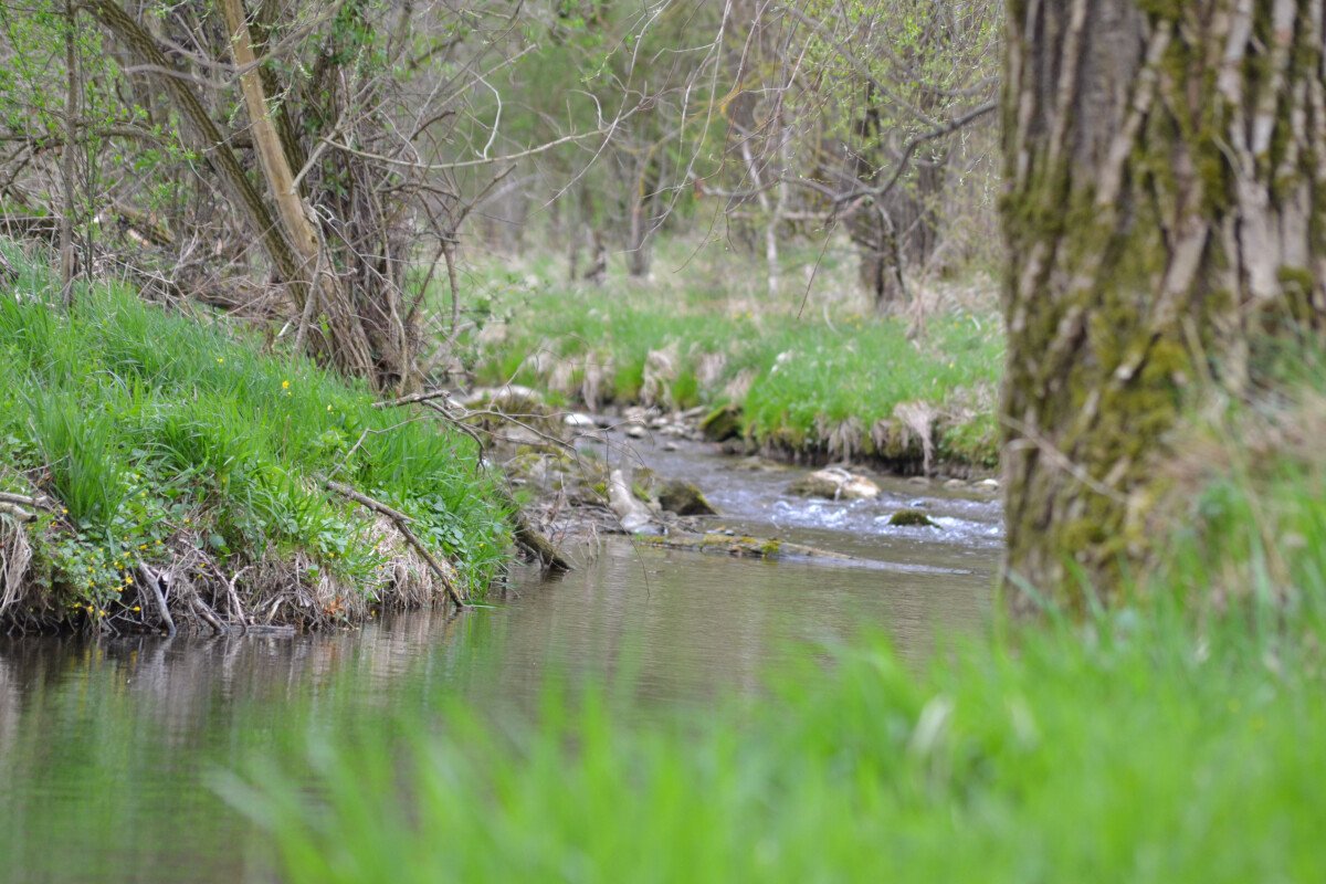 DSC_0244.JPG