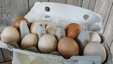 Frische Eier können sie sich direkt aus dem Nest holen. Ein Kässchen steht bei den Legenestern. Fragen Si