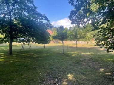 Blick auf die Streuobstwiese. Hier mähen 4 Schafe - im wahrsten Sinne des Wortes.
