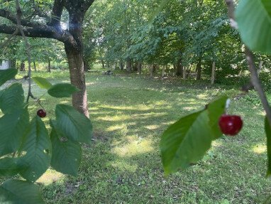 Unter'm Kirschbaum ist gut Kirschen essen!