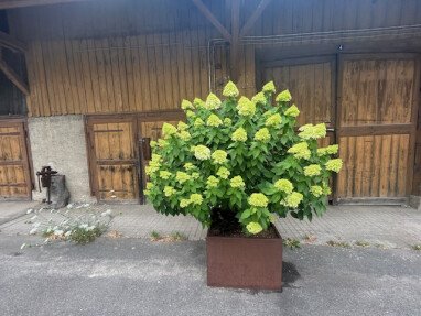 Limelight Hortensie vor der alten Scheune  - bedeutet Rampenlicht - wie wahr