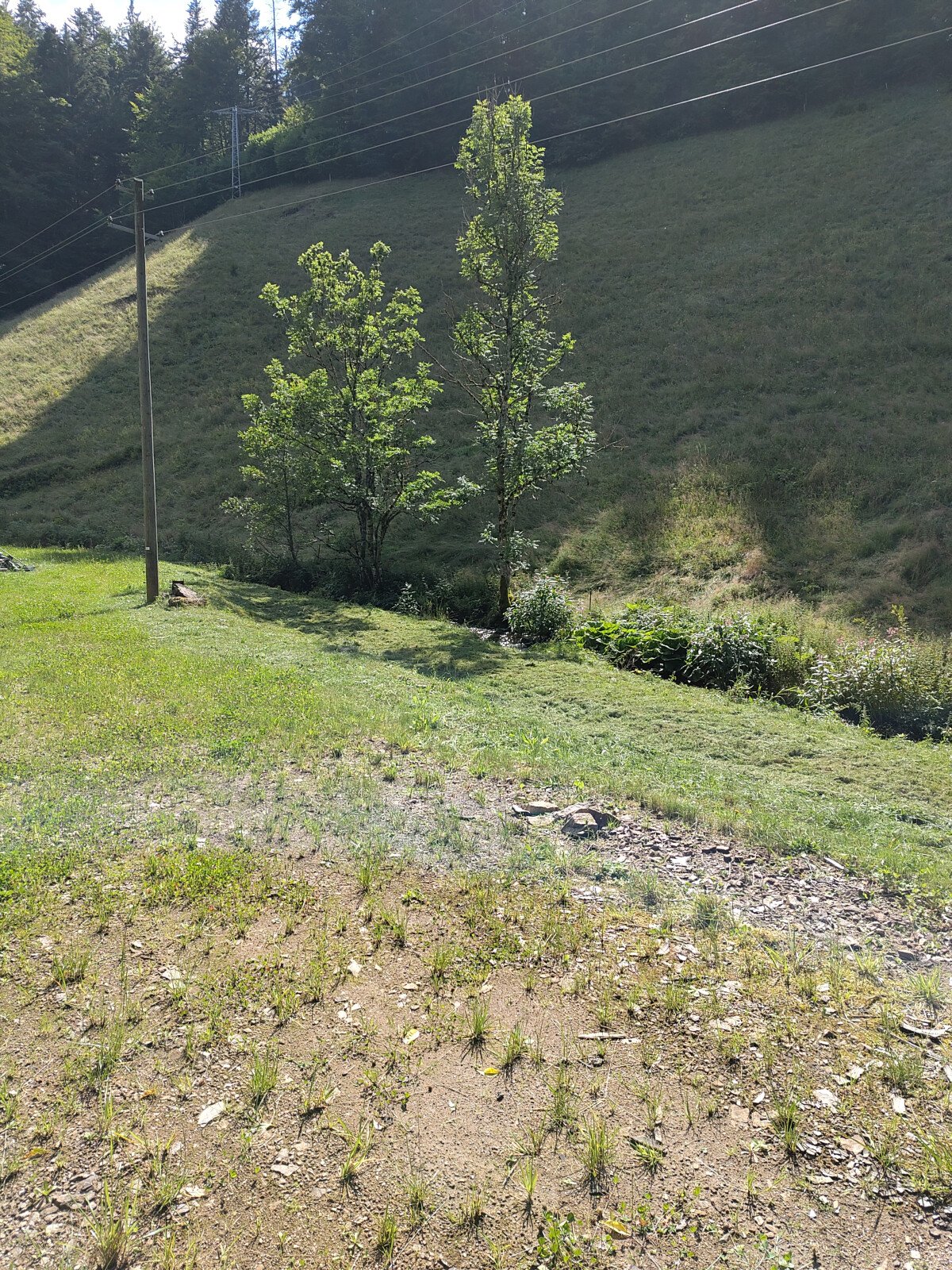 IMG_20250729_162519.jpg