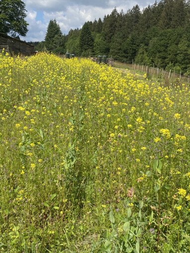 Bienen Weide mit bienen Stand im Hintergrund