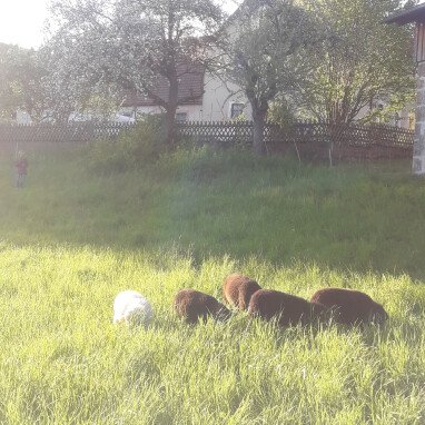 Schafe am Bauerngarten