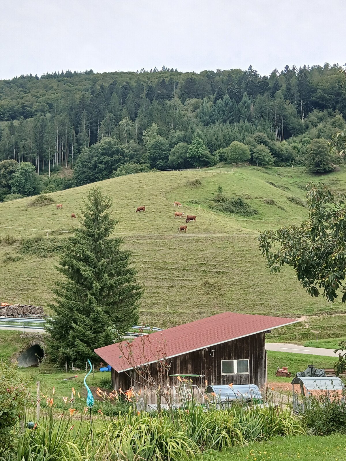 20250806_090323.jpg