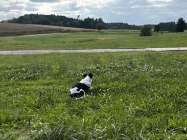 Hunde willk