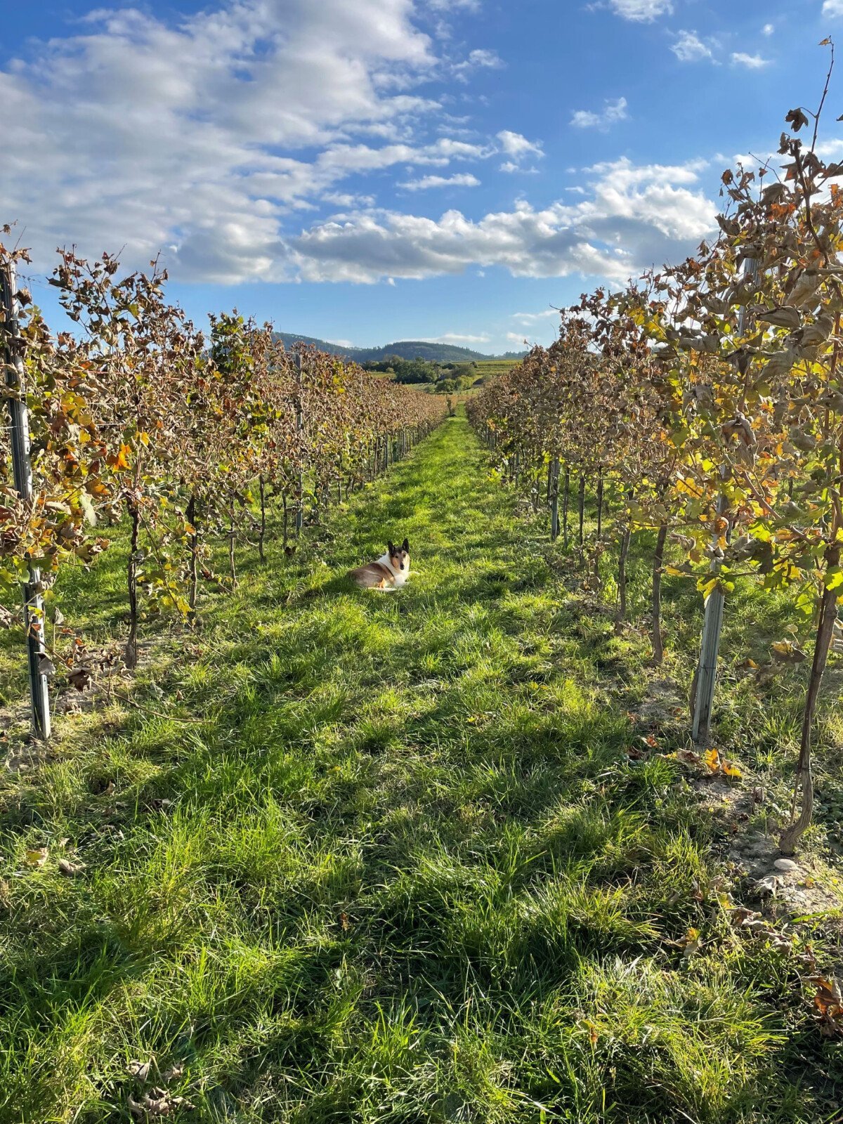 Weingarten neben Campingplatz