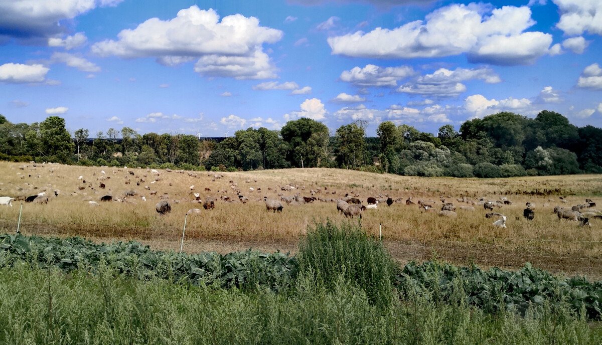 Feld_Tiere_9.JPG