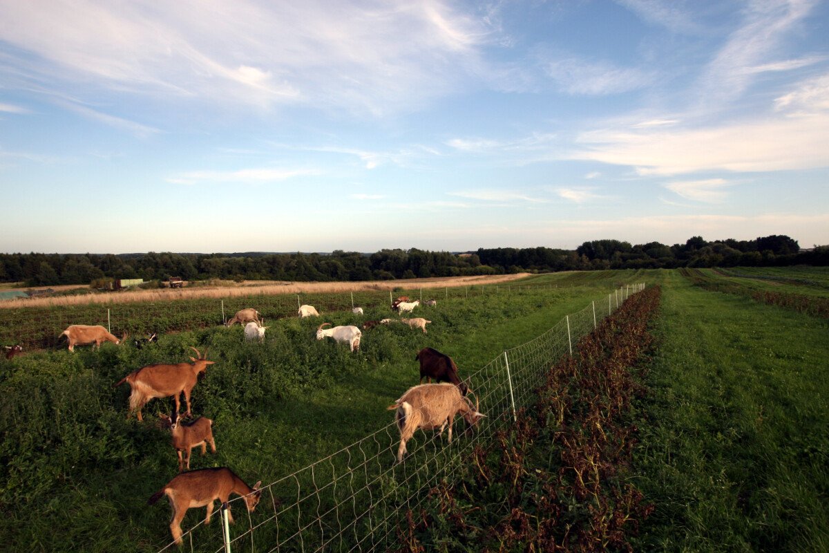 Feld_Tiere_1.JPG