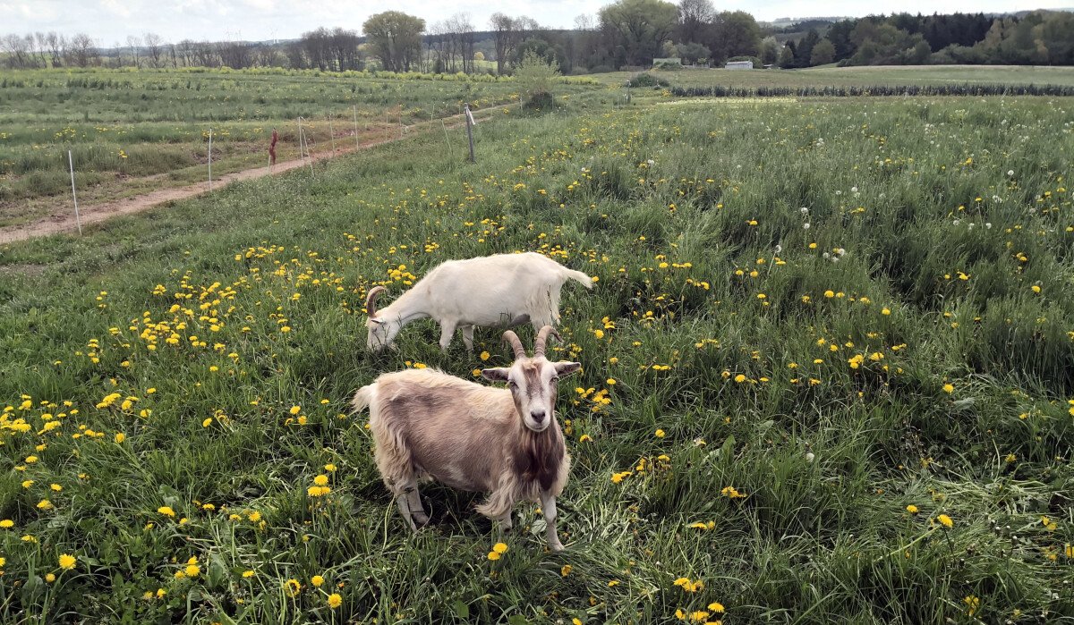 Feld_Tiere_8.JPG