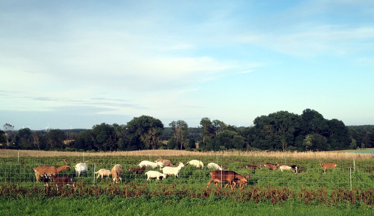 Feld_Tiere_4.JPG