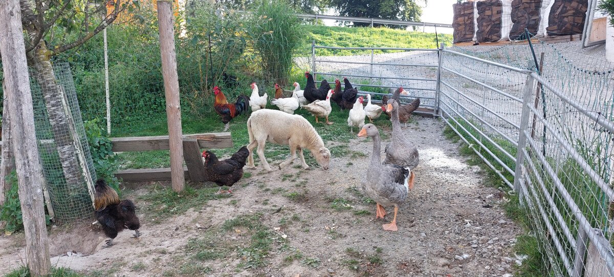 Teil unserer Tiere 
