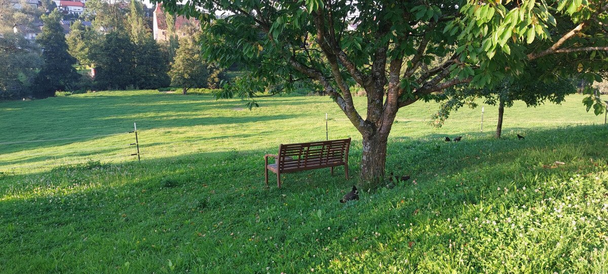 Platz unter dem Kirschbaum 