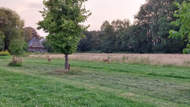 Stellplatzwiese mit Rehen